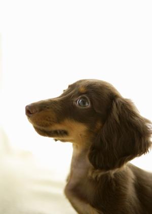 豆柴を専門店で購入安心して飼うために