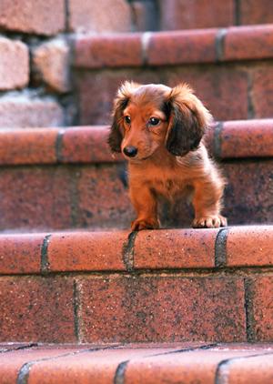 幼犬の躾のトレーニング希望の方に