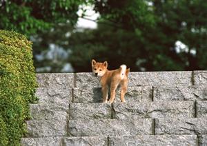 代官山のセレクトショップにある犬グッズ選び